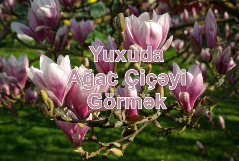 Yuxuda Ağac Çiçəyi Görmək Yozması Nədir
