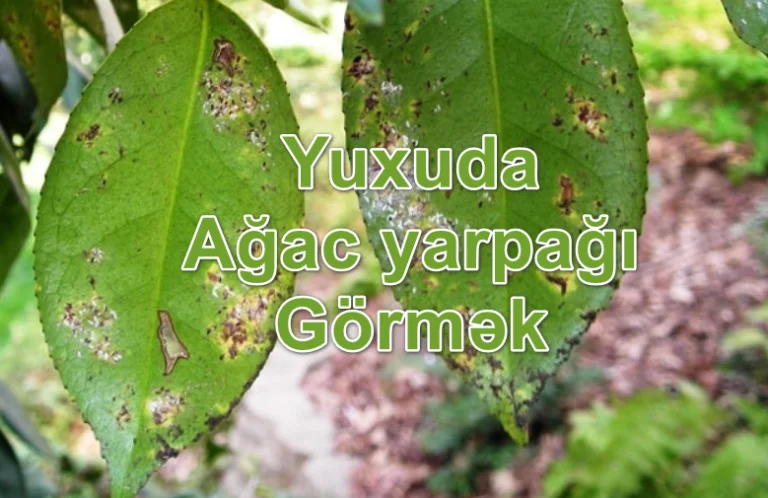 Yuxuda Ağac Yarpağı Görmək Yozması Nədir