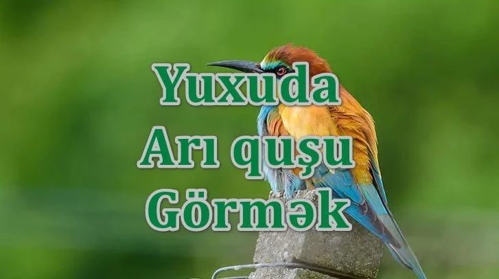 Yuxuda arı quşu görmək yozması nədir