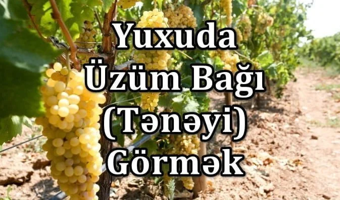 Yuxuda üzüm bağı görmək, yuxuda üzüm tənəyi görmək
