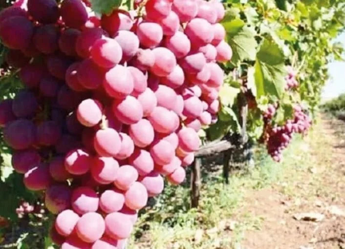 Yuxuda Üzüm Bağı, Üzüm Tənəyi Görmək Yozması