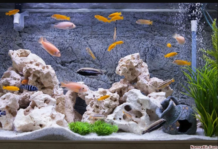 Balıqlarla Dolu Akvarium Görmək, akvariumda baliq gormek