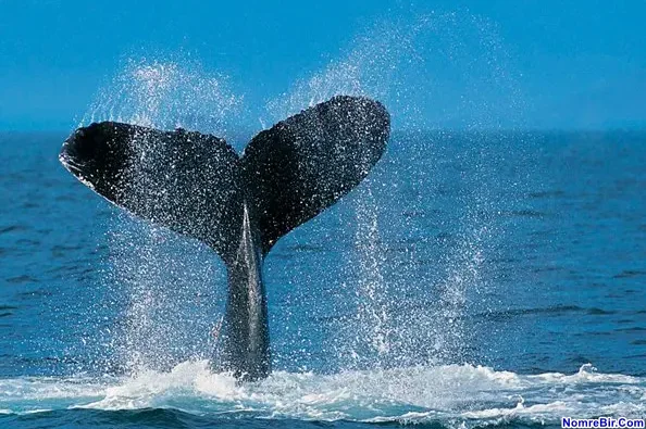 Yuxuda balina quyruğu görmək
