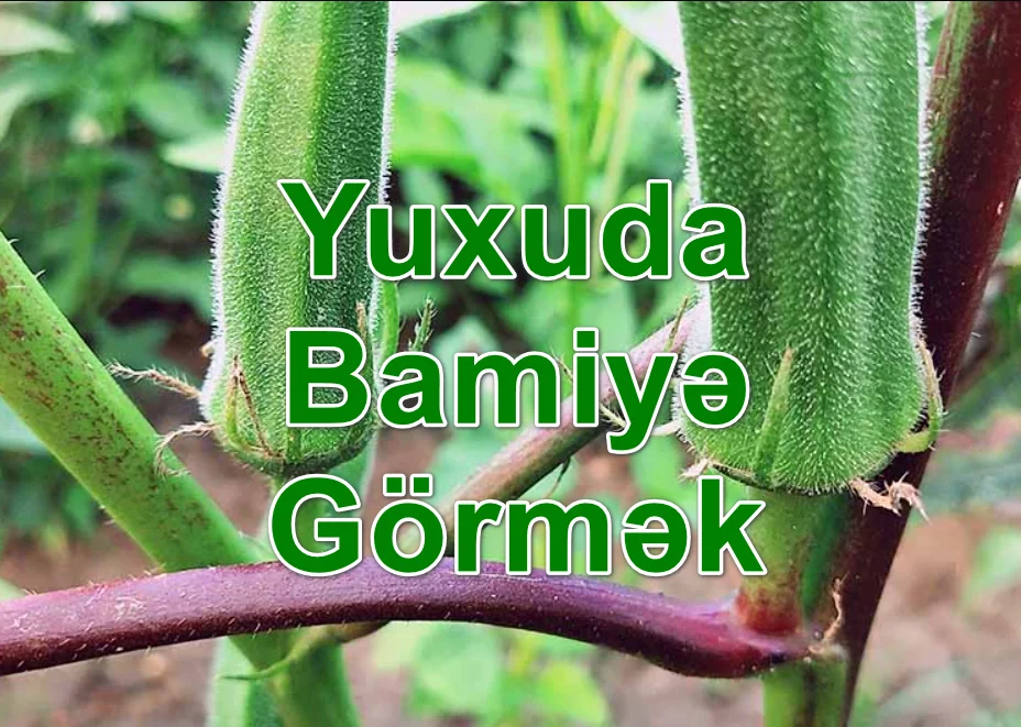 Yuxuda Bamiyə, Okra Görmək Yozması Nədir?