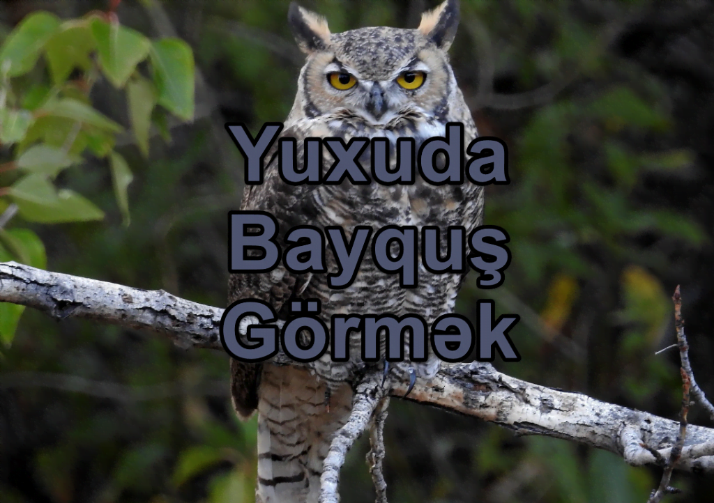 Yuxuda Bayquş Görmək Yozması Nədir? Nə Deməkdir?