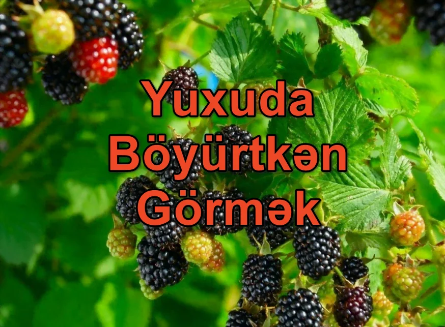 yuxuda boyurtgen gormek yozmasi nedir