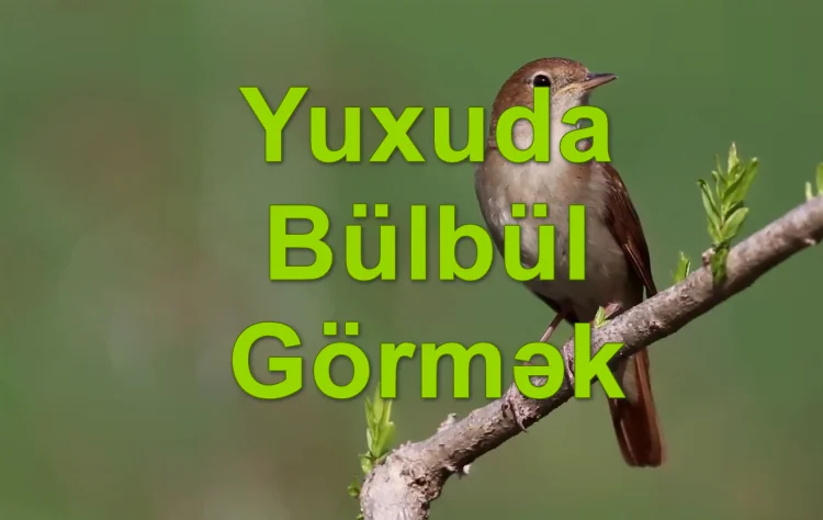 Yuxuda Bülbül Görmək Yozması Nədir