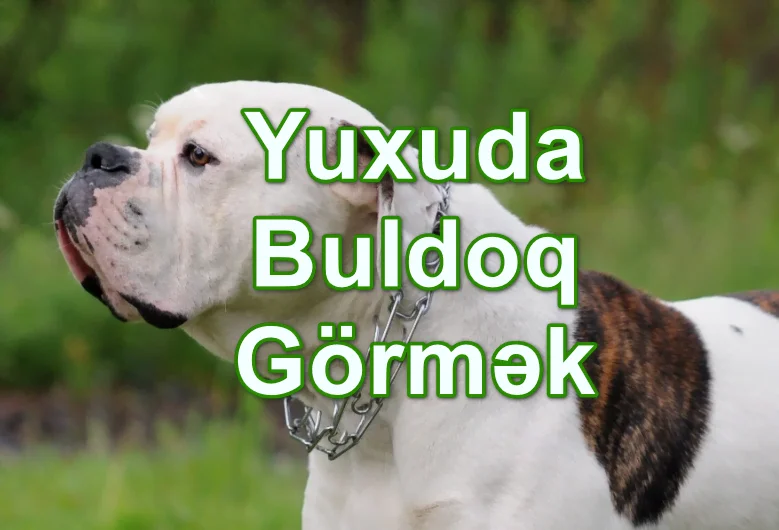 Yuxuda Buldoq Görmək Yozması Nədir