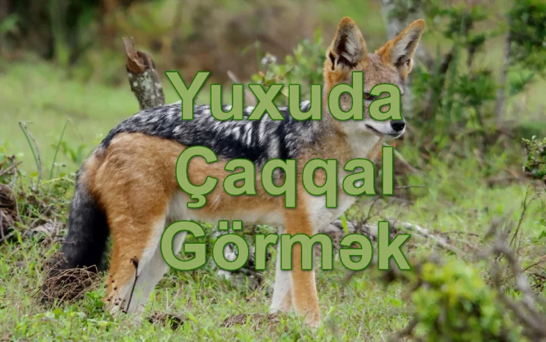 Yuxuda Çaqqal Görmək Yozması Nədir