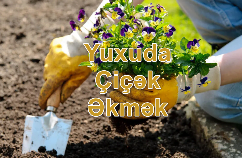 Yuxuda Çiçək Əkmək Görmək