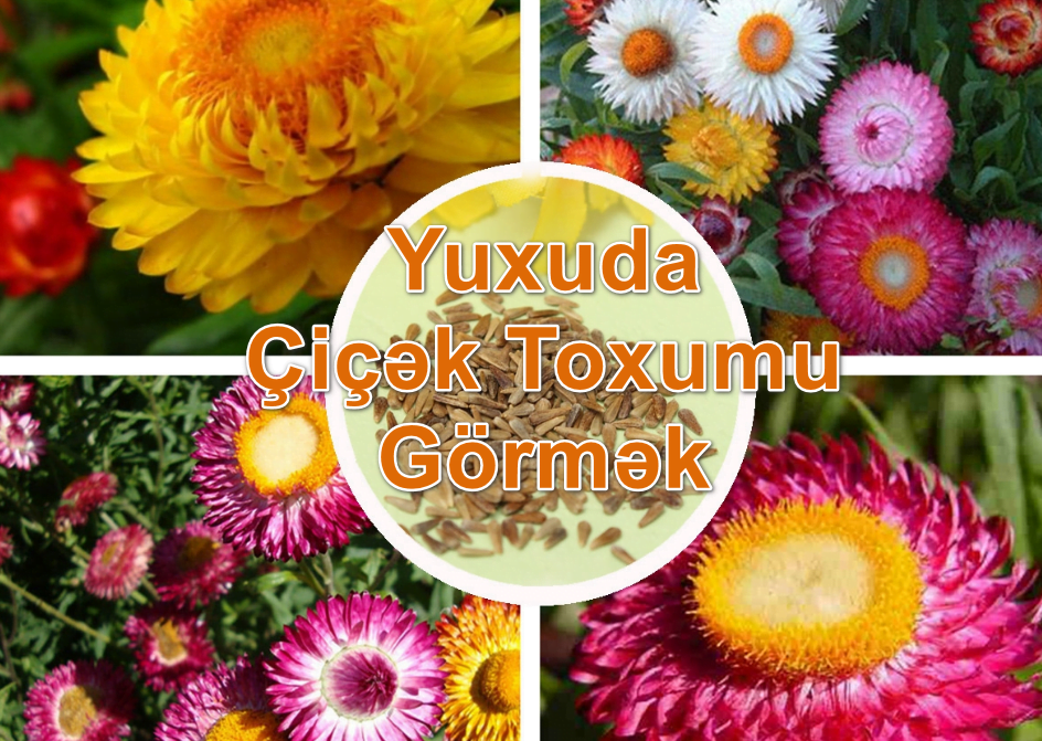 Yuxuda Çiçək (Gül) Toxumu Görmək Yozması Nədir