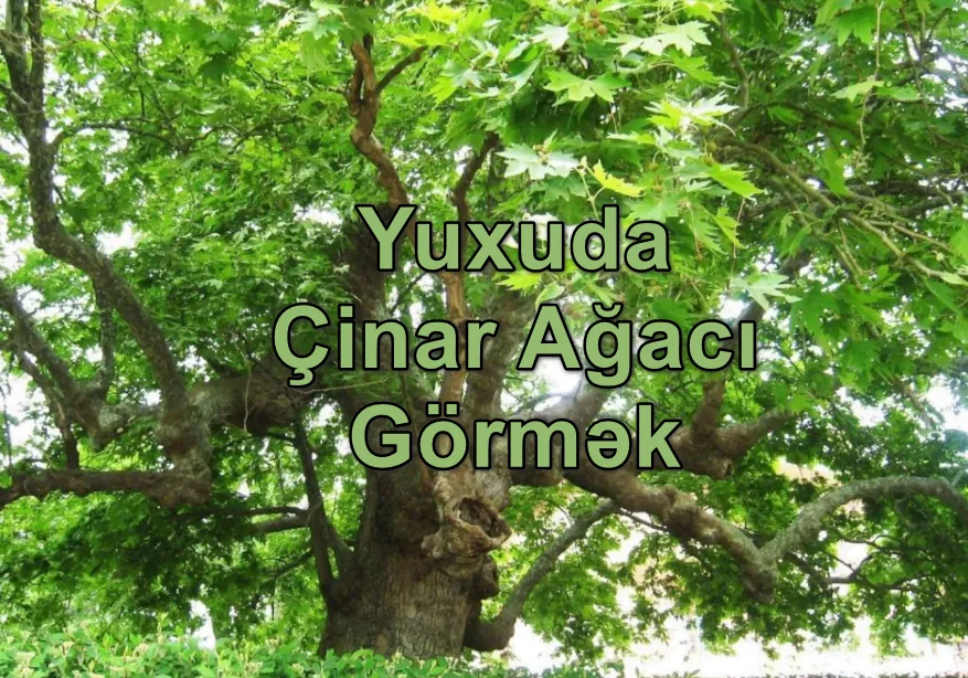 Yuxuda Çinar Ağacı Görmək Yozması Nədir