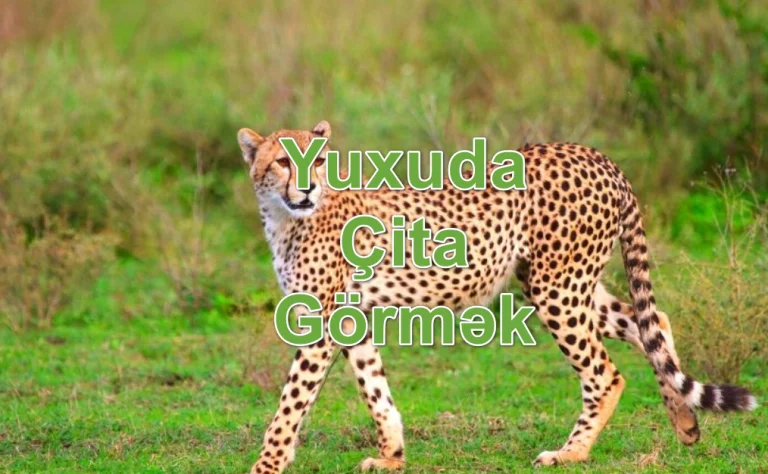 Yuxuda Çita Görmək Yozması Nədir
