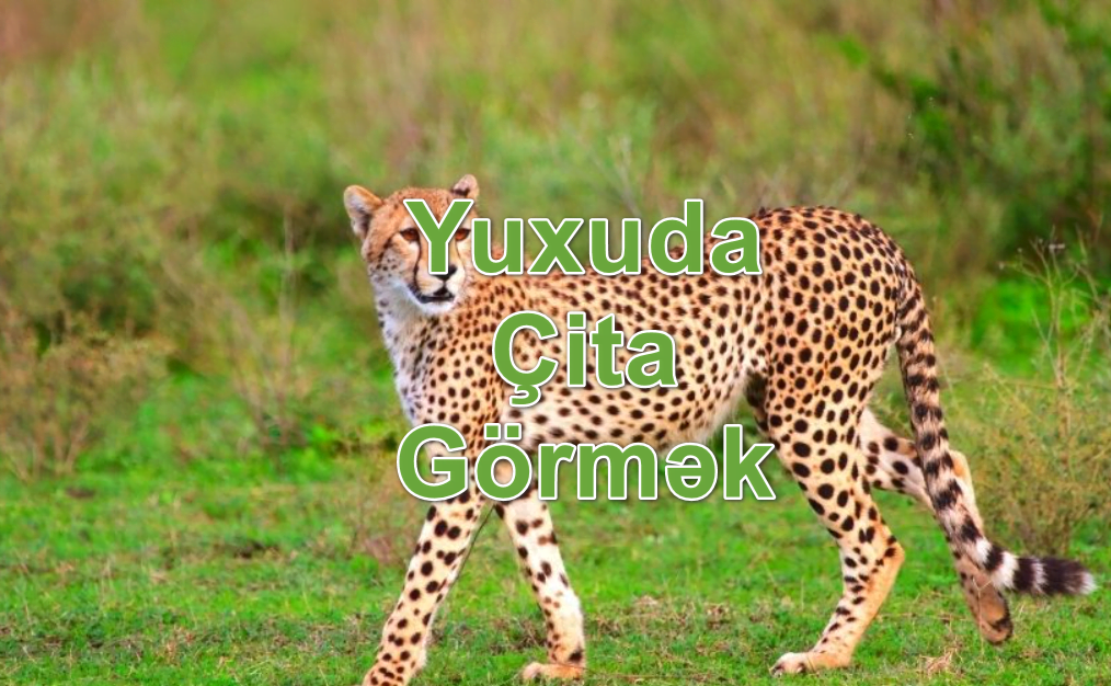 Yuxuda Çita Görmək Yozması Nədir