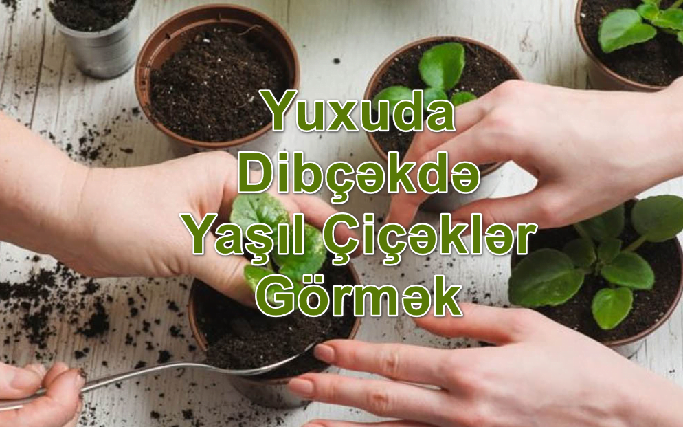 Yuxuda Dibçəkdə Yaşıl Çiçəklər Görmək Yozması Nədir