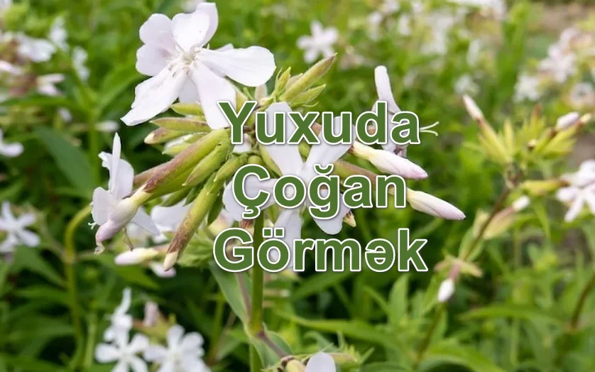 Yuxuda Çoğan Görmək Yozması Nədir