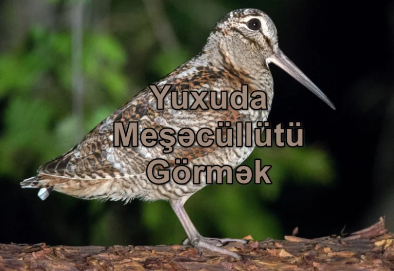 Yuxuda Meşəcüllütü Görmək Yozması Nədir