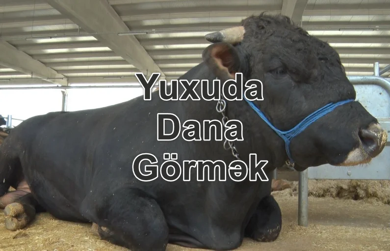 Yuxuda Dana Görmək Yozması Nədir
