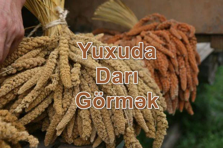 Yuxuda Darı Görmək Yozması Nədir