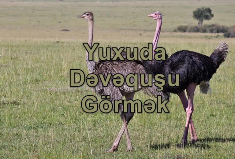 Yuxuda Dəvəquşu Görmək Nə Deməkdir