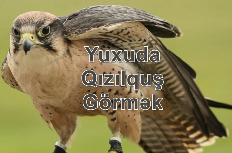 Yuxuda Qızılquş Görmək Nə Deməkdir? Yozması Nədir?